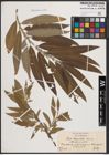 Foto von Salix dasyclados Wimm.